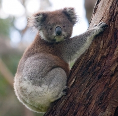 Viaggi in Australia